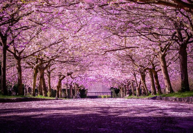 Bispebjerg Cemetary_cherry blossoms.jpg