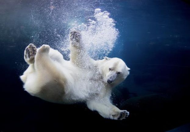 Copenhagen Zoo_Polar Bear.jpg