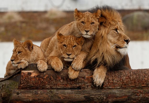 Lion with cubs.jpg