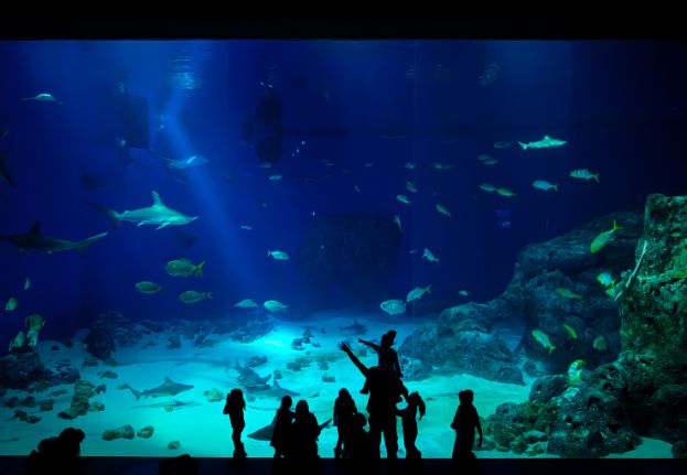 Oceanbassin_The_Blue_Planet_©Magnus Møller.jpg