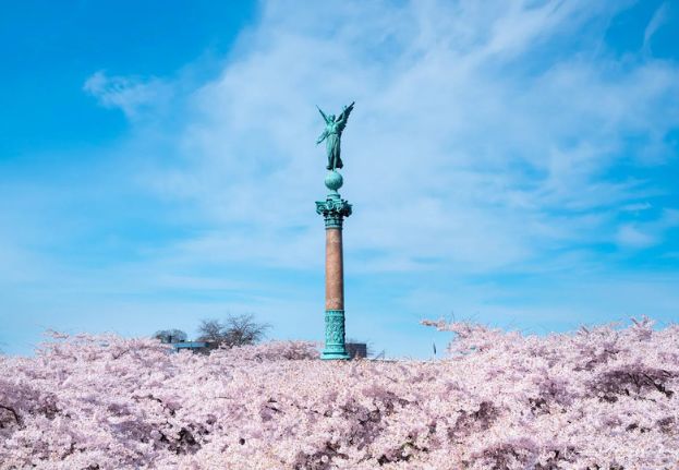 Sakura Festival_Copenhagen.jpg