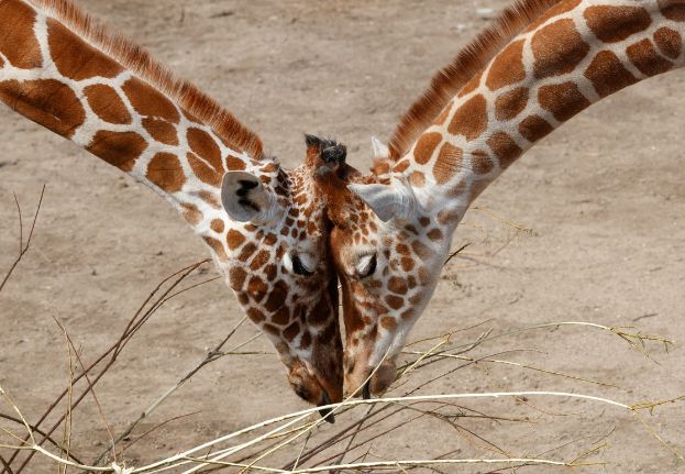 Two_giraffes_with_heads_together.jpg