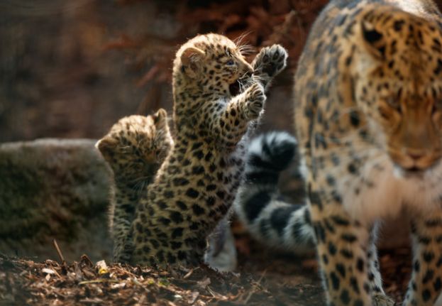 Two_leopard_cubs_playing.jpg