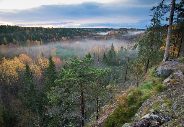 View of foggy forest in autumn