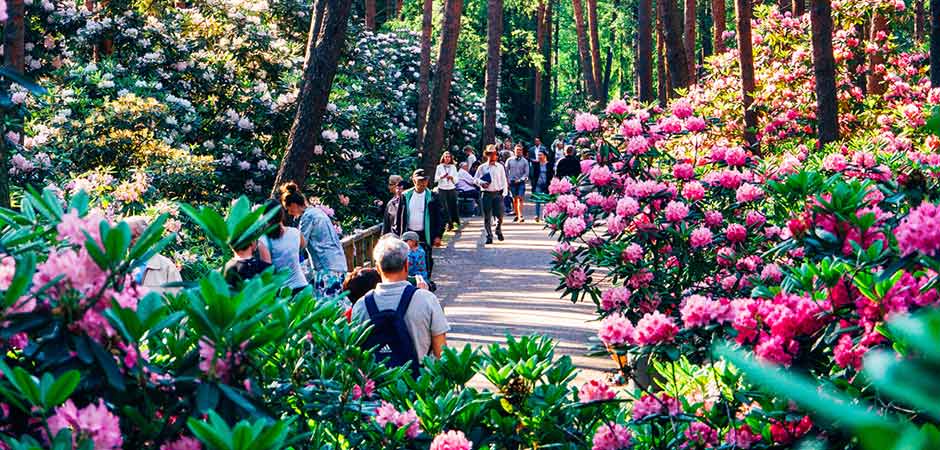 Rhododendron_Park_In_Full_Blossom_c_Jussi_Hellsten_Helsinki_Partners.jpg
