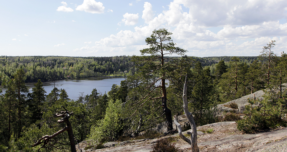 Finnish Lakes and Forests