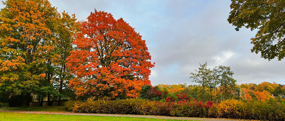Colourful autumn foliage at the Töölönlahti Park in Helsinki