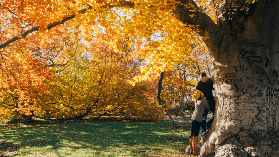 Autumn in Amsterdam - park.png