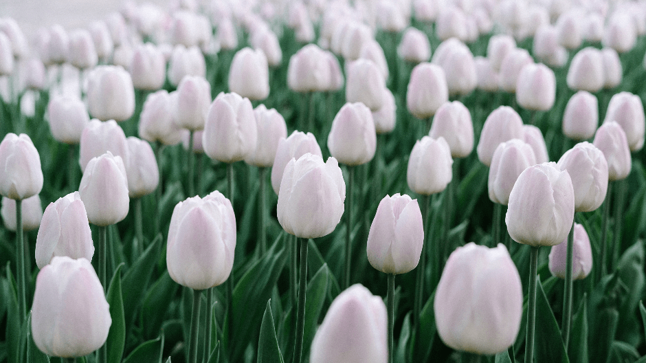Keukenhof Amsterdam - flowerfields white tulips.png