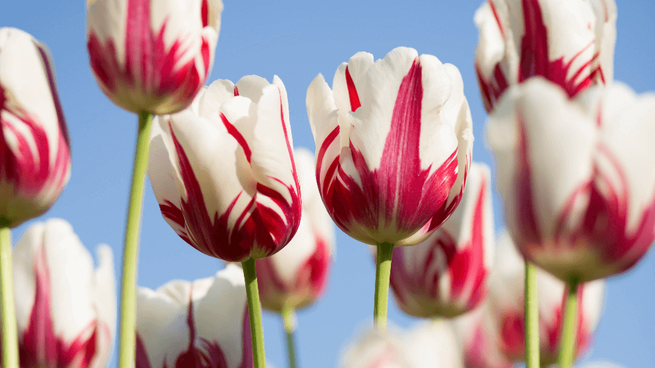 Keukenhof Amsterdam - Tulips white pink.png