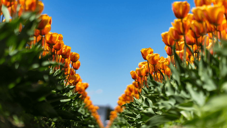 Sightseeing outside Amsterdam - tulips.png