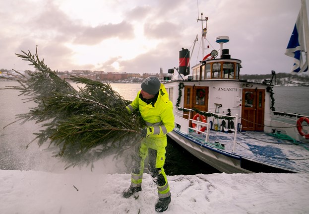 Christmas trees save fish habitats in Stockholm