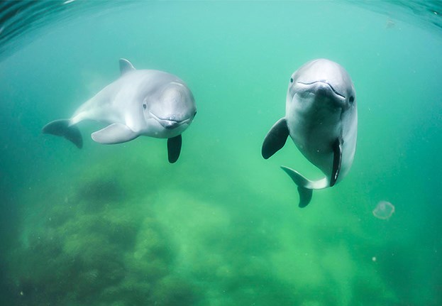 Porpoise in the Baltic Sea