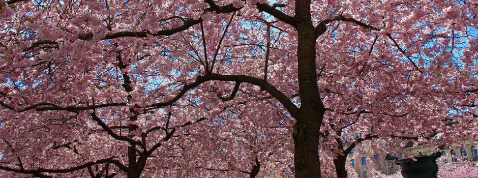 Cherry trees in King's Garden Kungstradgarden.jpg