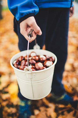 Fall in the forrest