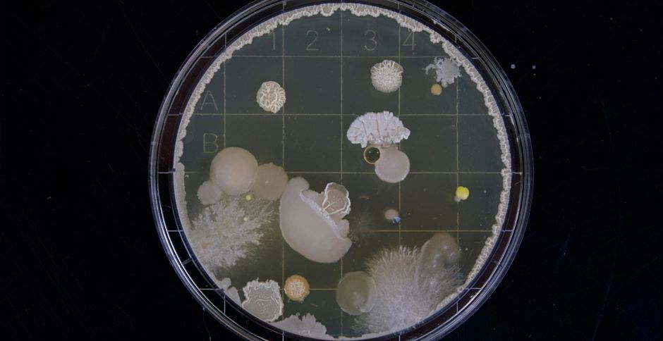 Biologie Amsterdam.jpg
