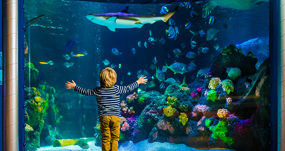 sealife2_940x500.jpg