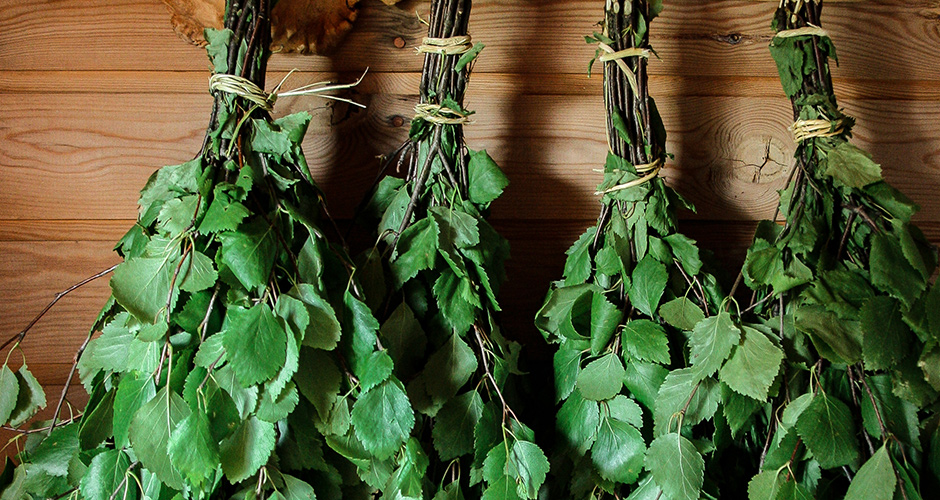 Four sauna vihta - bundles of leafy birch branches