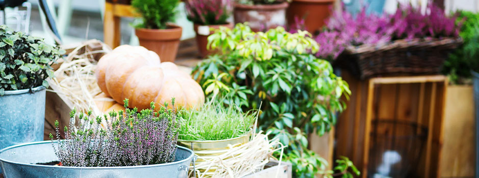 Autumn flowers and pumpkins at the market