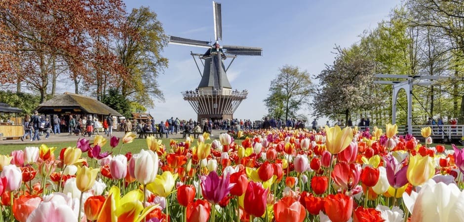 Field of tulips with a windmill in the back