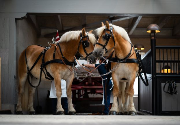 Two large draught horses in the stables at Home of Carlsberg.