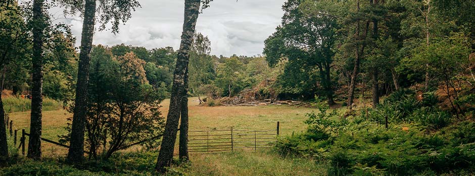 Lush nature and pasture on the archipelago island Grinda