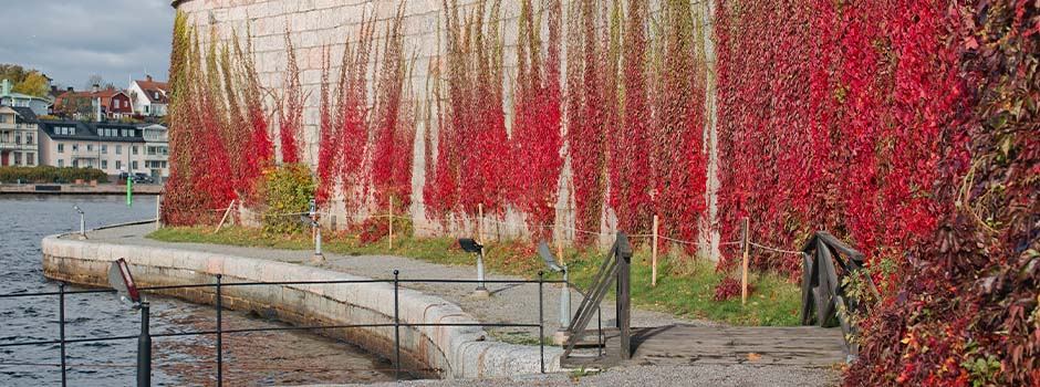 Autumnal wall at Vaxholm Fortress - red Virginia creeper
