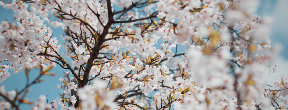 Things-to-do-in-Amsterdam-Westerpark---blossom-compressor.png